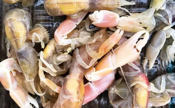 Cameroun ou rivière des crevettes ?