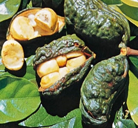 La fonction religieuse et le pouvoir commercial et monnetaire de la noix de cola