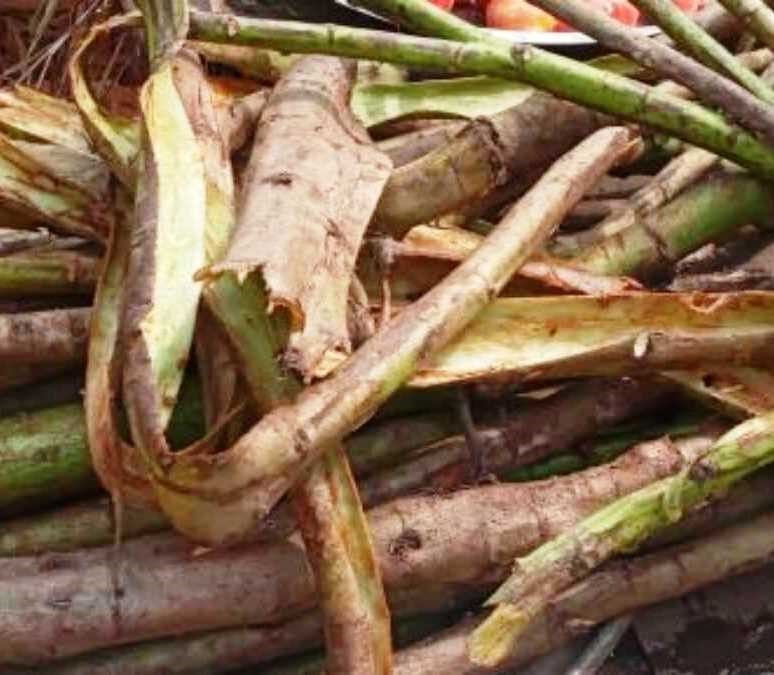 Le saviez-vous ? L’écorce et les condiments du Nkui et de la sauce Jaune du Taro – Achu : un trésor de sels minéraux