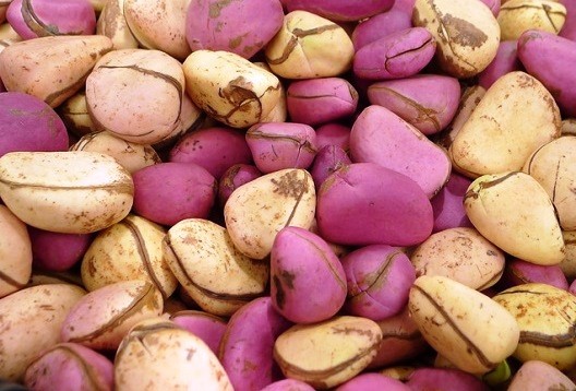 Place et rôle de la noix de Cola dans les habitudes alimentaires, et les domaines socioculturel et diplomatique au Cameroun