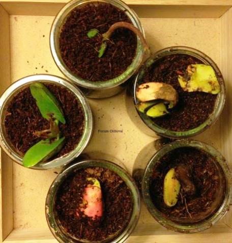 Connaissez-vous les variétés de Cola du Cameroun