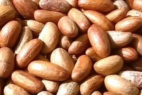 Propriétés médicinales et aphrodisiaques du genre cola camerounais